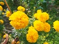 Cluster of marigold in the garden. Beautiful bright yellow flowers. Royalty Free Stock Photo