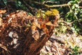 Monarch Butterfly Biosphere Reserve, Michoacan,Mexico Royalty Free Stock Photo