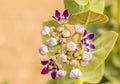 A cluster of Milkweed flowers start to bloom in the Thar desert in Rajasthan, India