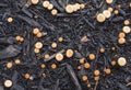 Cluster of Mini Fungi on Black Mulch