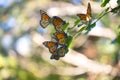 A Cluster of Monarch Butterflies on a Branch. Royalty Free Stock Photo