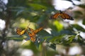 A Cluster of Monarch Butterflies on a Branch. Royalty Free Stock Photo