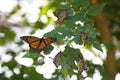 A Cluster of Monarch Butterflies on a Branch.