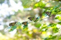 A Cluster of Monarch Butterflies on a Branch.