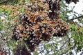 Cluster of Monarch butterflies on tree limbs at El Capulin Sanctuary