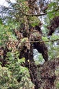 Cluster of Monarch butterflies on tree limbs at El Capulin Sanctuary