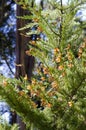 Cluster of Monarch Butterflies on a tree.