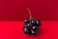 Cluster of moon drops dark purple grapes on duotone red crimson background. Wine production harvest vitamins healthy lifestyle