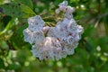 Cluster of Mountain Laurel, Kalmia latifolia Royalty Free Stock Photo