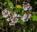 Cluster of Mountain Laurel, Kalmia latifolia Royalty Free Stock Photo