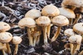 A cluster of Mulch Maids Leratiomyces percevalii mushrooms growing on the forest floor