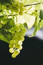 Cluster of muscat white grapes in a vineyard Royalty Free Stock Photo