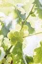 Cluster of muscat white grapes in a vineyard Royalty Free Stock Photo