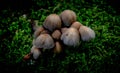 Cluster of mushrooms against a green forest background