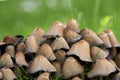 Cluster of mushrooms and bright green grass growing in a garden in spring. Bunch of poisonous fungus spreading in a Royalty Free Stock Photo