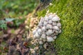 Cluster of mushrooms on decaying wood