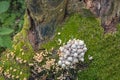 Cluster of mushrooms on decaying wood