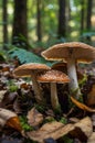 Group of Brown Toadstools Mushrooms in Forest with White Speckles on Caps and Green Moss Royalty Free Stock Photo
