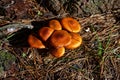 A cluster of mushrooms grow at the base of a tree Royalty Free Stock Photo