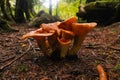 Cluster of mushrooms growing from forest floor Royalty Free Stock Photo