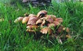 A Cluster of Mushrooms