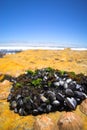 Cluster of mussels Royalty Free Stock Photo