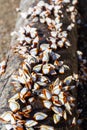 Cluster of mussels Royalty Free Stock Photo