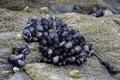 A cluster of mussels on a rock Royalty Free Stock Photo