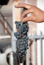 A cluster of Nebbiolo grapes in Barolo - Italy Royalty Free Stock Photo