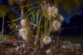 Night-blooming Cereus Cactus Flowers Growing On A Palm Tree Trunk