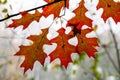 A cluster of northern red oak leaves turning red in the fall on a foggy morning in Frick Park in Pittsburgh, Pennsylvania, USA Royalty Free Stock Photo