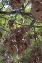 Cluster of oak foliage. Dried and warped on mossy branch