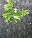 Oak Leaves on Metal