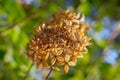 Cluster od dry Hydrangea flowers in bright sunlight Royalty Free Stock Photo