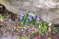 A cluster of ommon Dog Violet - Viola riviniana growing at the base of a wall