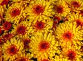 Yellow-orange chrysanthemum flowers background Royalty Free Stock Photo