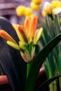 Cluster of orange clivia flowers in garden. Close up of flower Clivia miniata. macro shot of an orange flower. Natal lily, bush Royalty Free Stock Photo