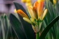 Cluster of orange clivia flowers in garden. Close up of flower Clivia miniata. macro shot of an orange flower. Natal lily, bush Royalty Free Stock Photo