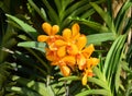 Cluster of orange clivia miniata blossoms in sunny day Royalty Free Stock Photo