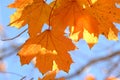 Cluster of Orange Maple Autumn Leaves on Tree branch Royalty Free Stock Photo