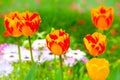 A cluster of orange tulip flowers in the garden Royalty Free Stock Photo