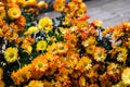 Cluster of orange and yellow chrysanthemum flowers closeup Royalty Free Stock Photo