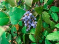 Cluster of Oregon grape blue berries Royalty Free Stock Photo
