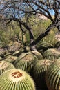 A cluster of over 15 Barrel Cacti packed tightly together in front of a desert landscape in Superior, Arizona