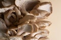 A cluster of oyster mushrooms with their fleshy caps, gills and stipes Royalty Free Stock Photo
