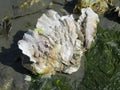 A Cluster of Pacific Oysters