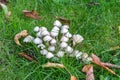 A cluster of pale brittlestem fungi