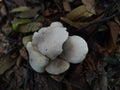 cluster of the pale brittlestem mushroom
