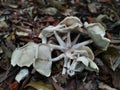 cluster of the pale brittlestem mushroom