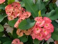 A cluster of pale pink Crown of Thorns flowers between large green leaves